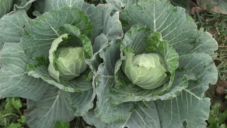 Cabbage-has-been-cultivated-in-the-field