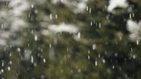 Snow-falling-in-front-of-green-leafy-blurry-background