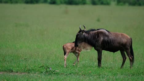 Female-Wildebeests-And-Their-Calves-Roaming-On-Grassland-In-Masai-Mara,-Kenya