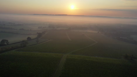 Aerial-shot-orbiting-left-to-right-over-misty-vineyard-at-sunrise-4K