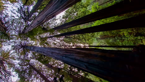 Muir-Woods-National-Monument-Park-with-Giant-Towering-Trees-with-a-Panning-Sideways-Shot