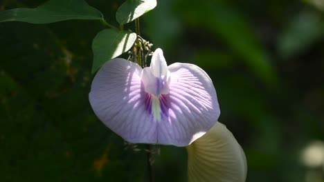 Butterfly-Pea-Flower-in-the-Forest