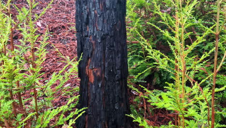 Muir-Woods-Vernarbter-Verbrannter-Baum-Mit-Geschwärzter-Textur,-Umgeben-Von-Natürlicher-Grüner-Douglasie