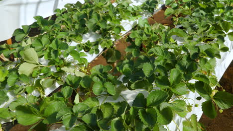 Strawberry-Plants-in-Rows-Close-up-Growing-inside-Greenhouse---tilt-Reveal