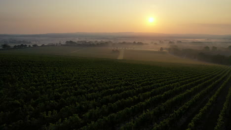 Aerial-shot-revealing-misty-vineyard-at-sunrise-4K