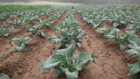 El-Repollo-Ha-Sido-Cultivado-En-El-Campo.