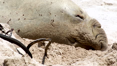 Famous-Buffel-the-Southern-Elephant-Seal-on-beach-for-its-annual-molt,-telephoto