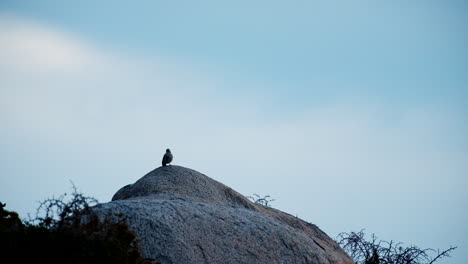 Cape-Bunting-Pájaro-Paseriforme-Encima-De-Una-Roca-Recortada-Contra-El-Cielo