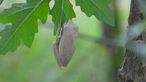 Jumping-frog-relaxing-on-leaf-