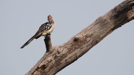 Northern-Red-billed-Hornbill-Perching-On-Wood-In-Southern-Africa