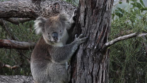 Koala-hugs-a-tree-trunk,-finding-rest-among-the-branches