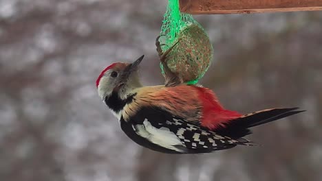 Middle-spotted-woodpecker-hang-upside-down-and-feed-from-seed-grain-ball