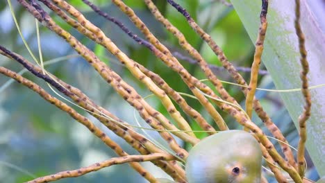 Blau-grauer-Tanager-Vogel-Springt-Von-Den-Gelben-Hellen-Zweigen-In-Der-Hand