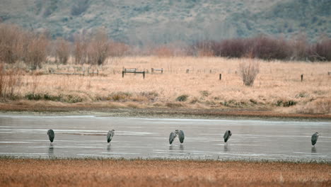 Tranquil-Herons-at-Rest-in-Kamloops-Grasslands-Pond
