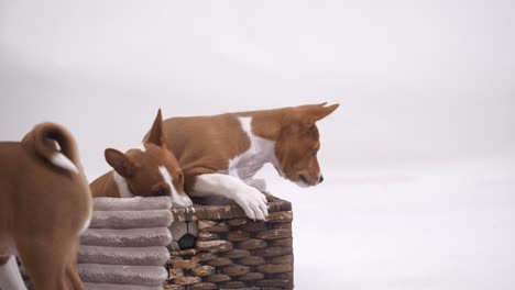 Group-of-basenji-puppy-dog-have-fun-and-jump-near-basket-slow-motion