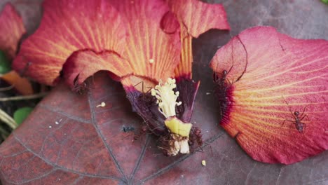 Brown-Ants-Crawling-Over-Wilted-Red-Flower-Petals