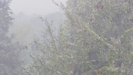 heavy-rain-falls-on-trees-in-autumn