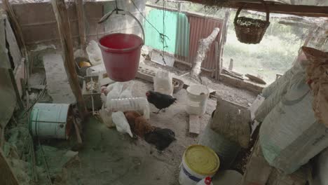chickens-eating-feed-in-a-corral
