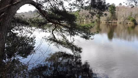 Gran-árbol-Escénico-Que-Sobresale-Sobre-El-Embalse-De-Squabmoor-Ubicado-En-Woodbury-Common