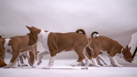 funny-group-of-basenji-puppy-play-funny-walk-and-studio-demolition