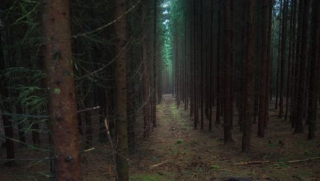 Dark-path-in-the-woods