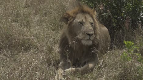 Un-León-En-El-Parque-Nacional-De-Nairobi