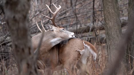 A-large-whitetail-buck-licking-itself