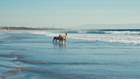 Slow-Motion,-Couple-of-Dogs-Running-on-Sandy-Beach-in-Front-of-Ocean-Waves