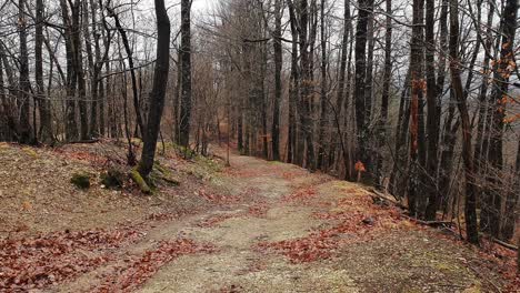 Weite-Aufnahme,-Waldweg-Im-Winter-Und-Regen,-Keine-Blätter-An-Den-Bäumen
