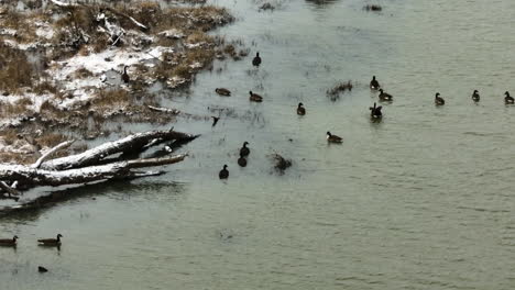 Patos-Silvestres-En-El-Agua-En-El-Lago-Sequoyah,-Vista-De-ángulo-Alto-Con-Teleobjetivo,-Invierno