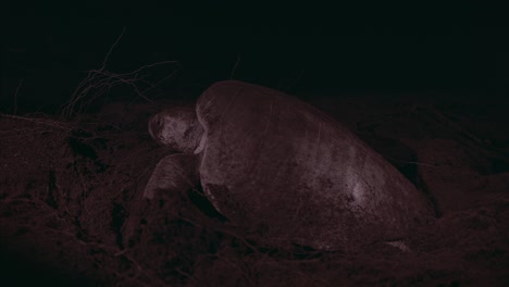 Endangered-Olive-Ridley-sea-turtle-species-nesting-on-dark-Costa-Rica-beach-CLOSE-UP