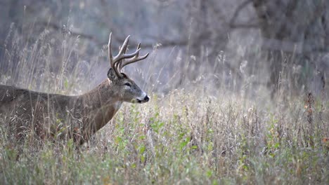 A-large-whitetail-buck-pauses-to-smell-the-air-during-the-rut-before-walking-through-the-tall-grass