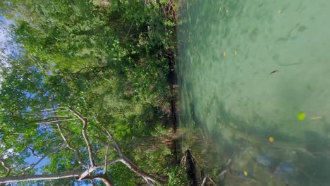 Tropical-mangroves-around-Cano-Frio-with-crystal-clear-water