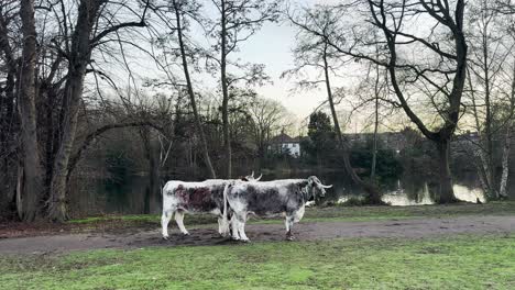 --3840-X-2160-Auflösung-4k---Epping-Forest---London---Vereinigtes-Königreich---Kühe-In-Der-Nähe-Des-Sees