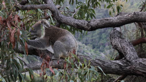Koala-Ruht-Auf-Einem-Baumstamm-Und-Frisst-Eukalyptusblätter