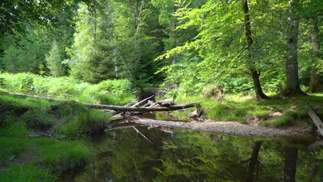 Weite-Statische-Aufnahme-Eines-Waldbachs-Mit-Im-Wind-Wehenden-Bäumen,-Fließendem-Wasser-Und-Umgestürzten-Baumstämmen-über-Dem-Bach,-HD