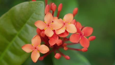 Nahaufnahme-Von-Chinesischen-Ixora-Blumen,-Die-Im-Garten-Lebhaft-Blühen