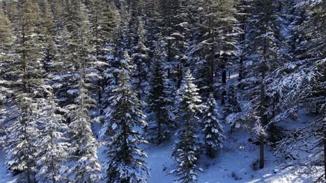 Winterwald-Mit-Schneebedeckten-Bäumen,-Luftaufnahme,-Winternatur