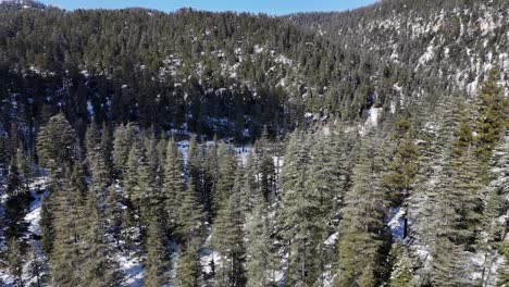 Drone-view-of-pine-trees-in-winter-time