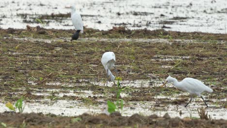 Great-egret-and-crested-myna-foraging-for-fallen-crops-on-the-soil-ground-after-paddy-fields-have-been-harvested,-handheld-motion-close-up-shot