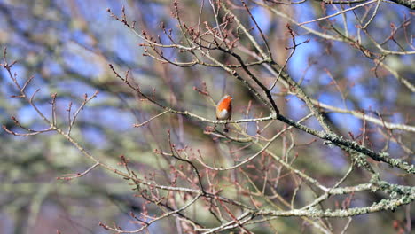 Wide-shot-of-European-Robin-Redbreast-sitting-in-a-winter-tree-singing-and-bird-calling-4K