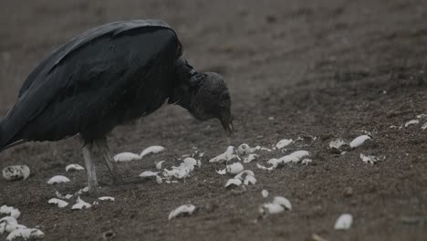 Buitre-Negro-Forrajeando-En-El-Suelo-Entre-Caparazones-De-Tortugas-Blancas-Esparcidas-Bajo-La-Lluvia