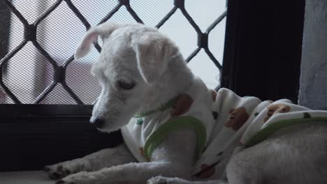 Close-up-of-cute-white-dog-in-clothes-waiting-for-owner-by-front-door