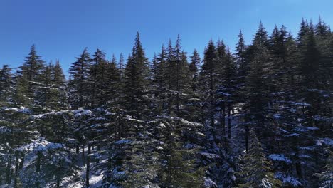 Luftaufnahme-Einer-Winterlandschaft-Mit-Schneebedecktem-Wald-Per-Drohne