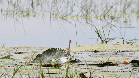 Escondido-Detrás-De-Una-Hoja-Grande-Mientras-La-Cámara-Se-Aleja,-Jacana-Metopidius-Indicus-De-Alas-De-Bronce,-Tailandia