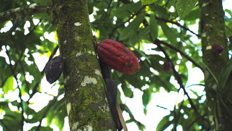 Kakaobohnen-Vom-Baum-Im-Tropischen-Regenwald-Pflücken