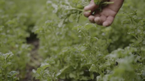 Crop-farmer-harvesting-fresh-green-healthy-spinach-herbal-salad-leaves-SLOW-MOTION