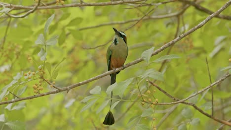 Turquoise-browed-motmot-perched-on-a-branch-in-a-lush-green-forest,-feathers-vibrant-against-the-foliage