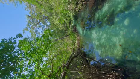 Idyllic-River-in-rainforest-at-sunny-day-in-Samana-Area