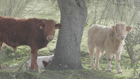 a-cow-and-a-calf-look-at-the-camera